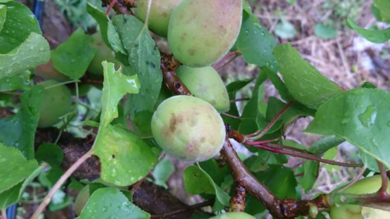 Stark betroffen waren die Obstkulturen, so wurden Marillen aber auch die kurz vor der Ernte stehenden Erdbeeren schwer beschädigt. 