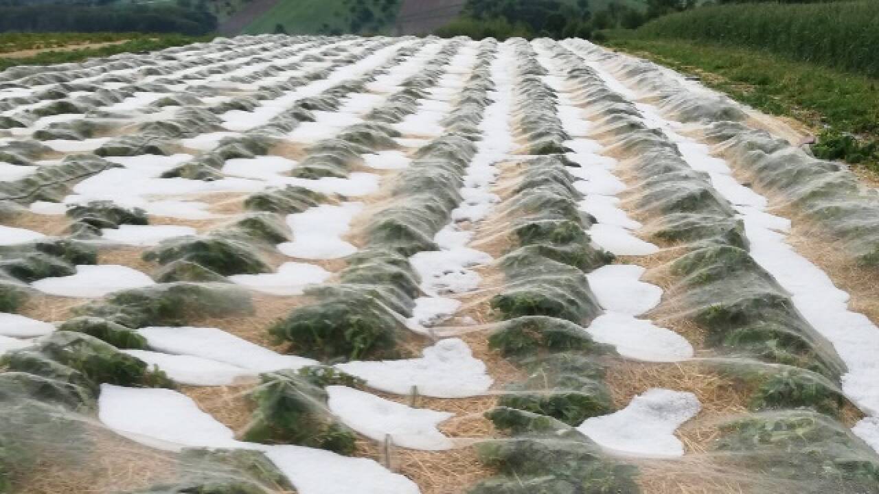 Erdbeerfeld im Burgenland. 