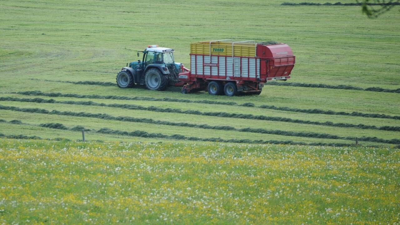 Futter ist heuer knapp (Symbolbild). 