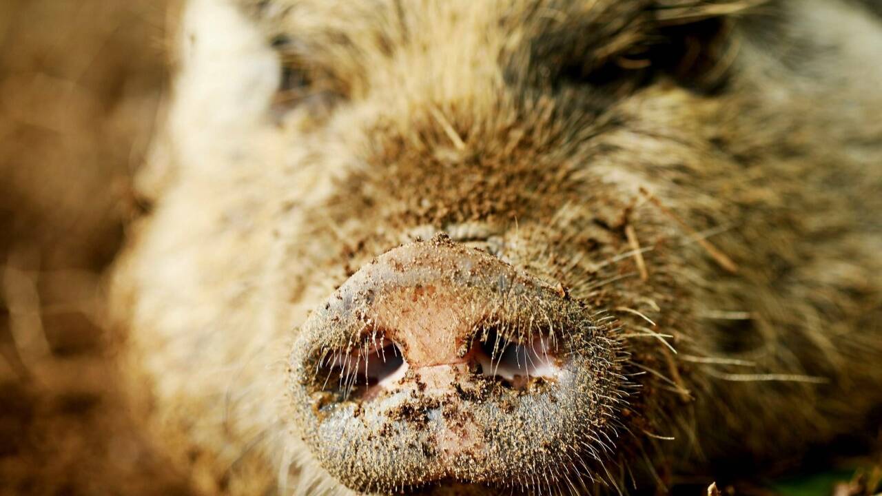 13. Mai 2019 – Das ist Hamilton. Hamilton ist ein Schwein. Es lebt in den USA und ist das inoffizielle Maskottchen eines Vereins. Seinen Job macht er saugut: Seit es ihn gibt, haben die Carolina Hurricanes kein Heimspiel mehr verloren. 