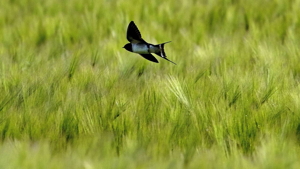 13. Mai 2019 – Im Volksmund heißt es, dass es regnen wird, wenn die Schwalben tief fliegen. Dieser Vogel geht in Frankfurt beinahe schon zu Fuß im Feld. 