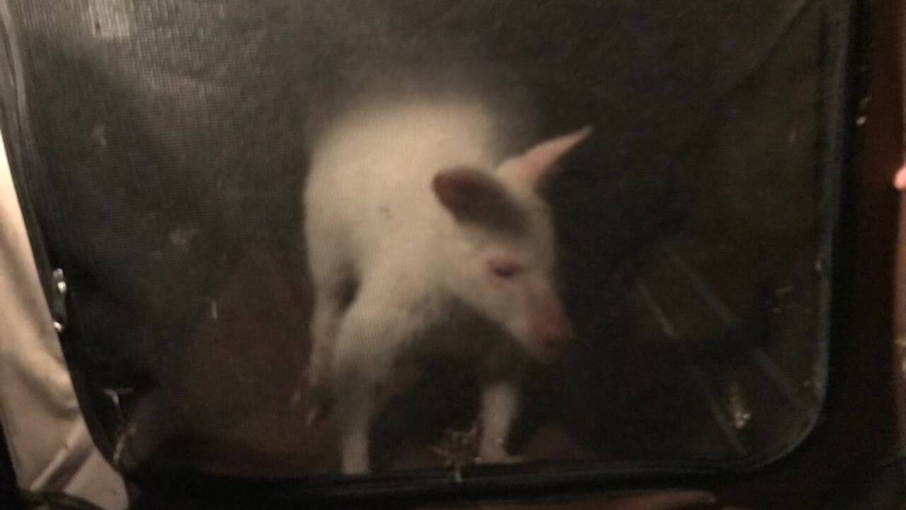 Tierischer Einsatz für die Feuerwehr in Nußdorf. Tierischer Einsatz für die Feuerwehr in Nußdorf.