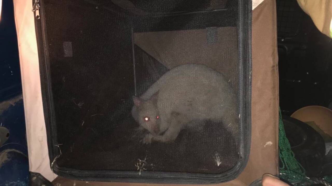 Tierischer Einsatz für die Feuerwehr in Nußdorf. Tierischer Einsatz für die Feuerwehr in Nußdorf.