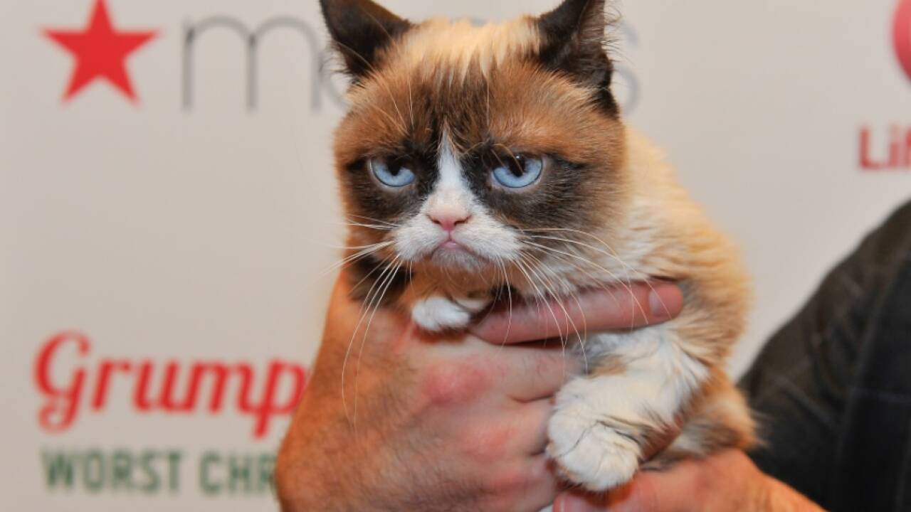 Grumpy Cat hatte viele Fans 