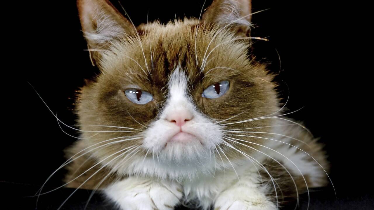 Grumpy Cat hatte viele Fans 