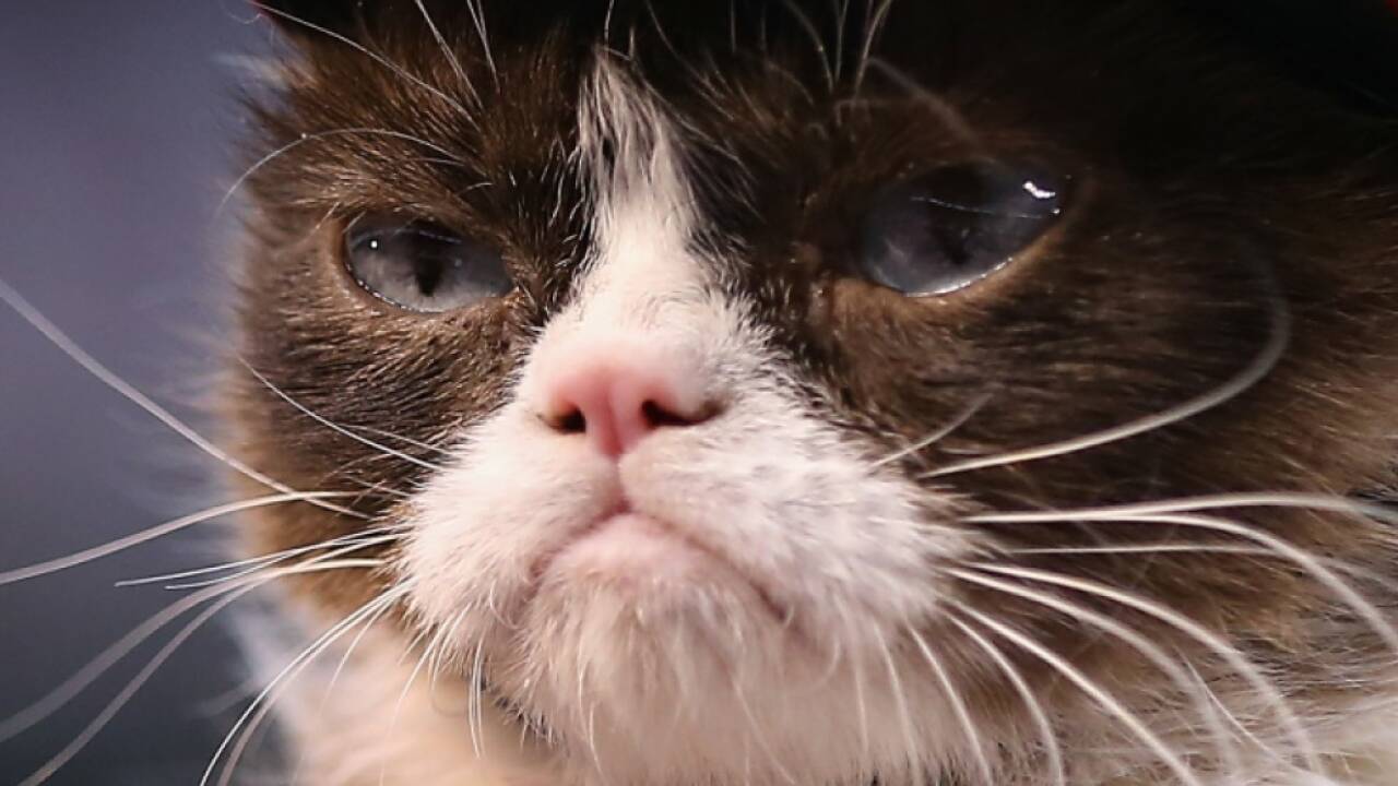 Grumpy Cat hatte viele Fans 