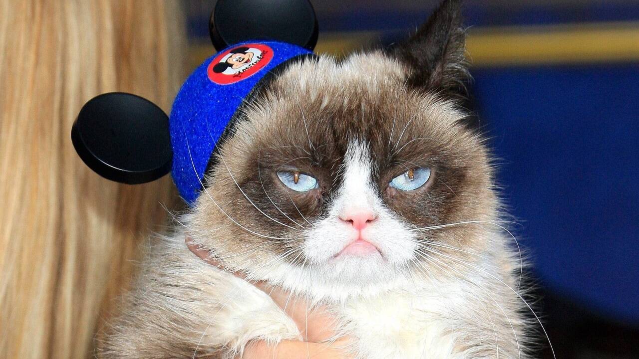 Grumpy Cat hatte viele Fans 