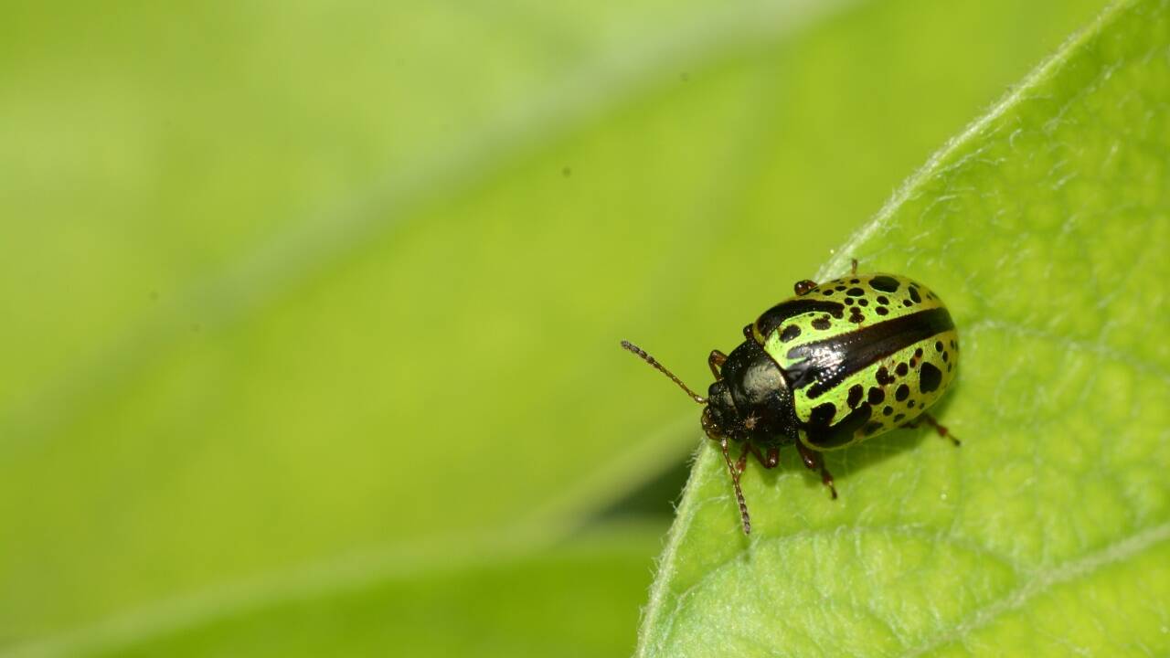 Zahl und Arten der Insekten schwinden. Zahl und Arten der Insekten schwinden.