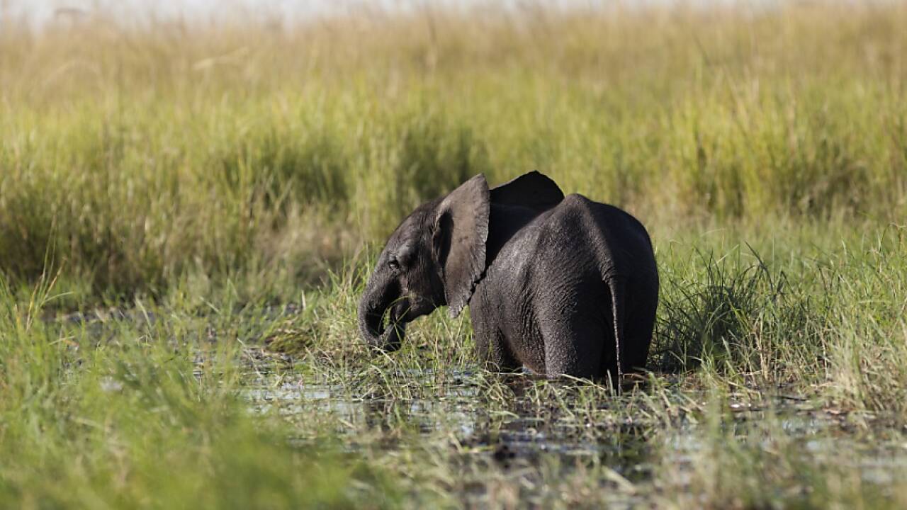 Botsuana mit größter Elefantenpopulation in Afrika 