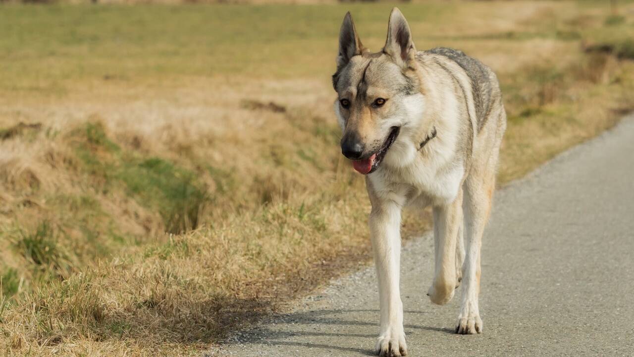 Ein „Wolf“ auf der Fahrbahn. Ein „Wolf“ auf der Fahrbahn.