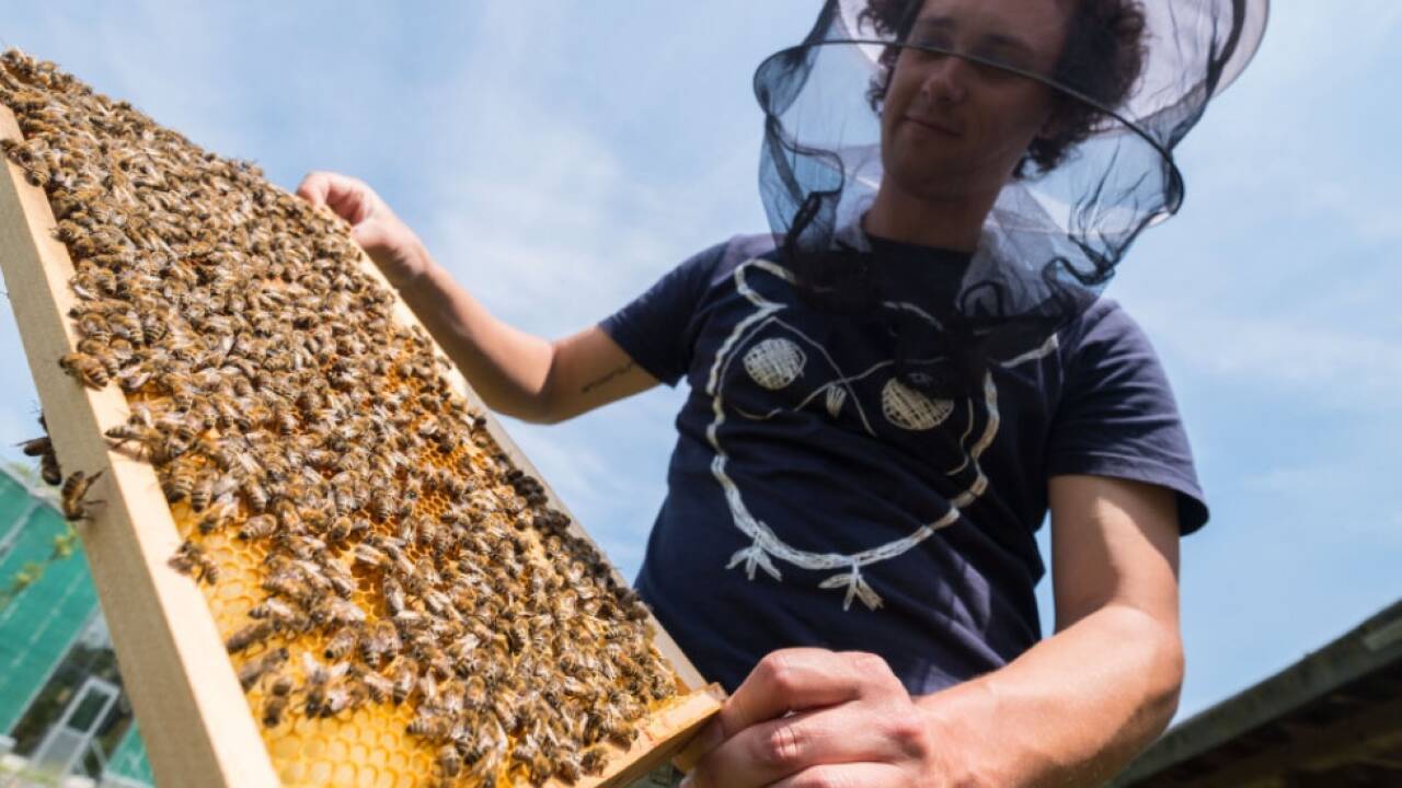 Von acht Millionen Arten könnte rund eine Million verschwinden 