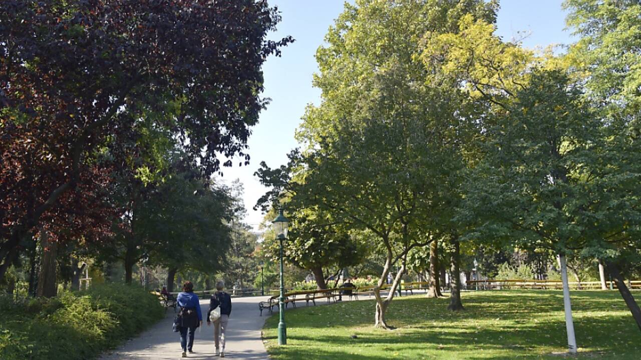 In Wien gibt es derzeit mehr als 480.000 Stadtbäume  In Wien gibt es derzeit mehr als 480.000 Stadtbäume