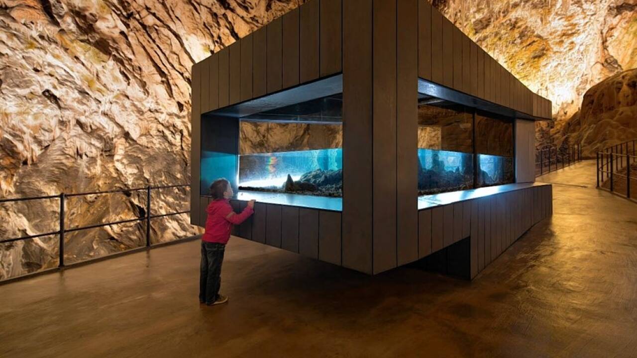 Im Terrarium sind die „Babydrachen“ zu beobachten.   Im Terrarium sind die „Babydrachen“ zu beobachten.