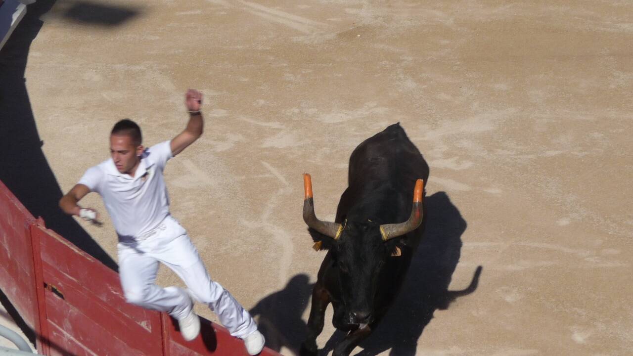 In der gesamten Camargue werden im Sommer zahlreiche Feste des Stieres und Courses camarguaises veranstaltet. 