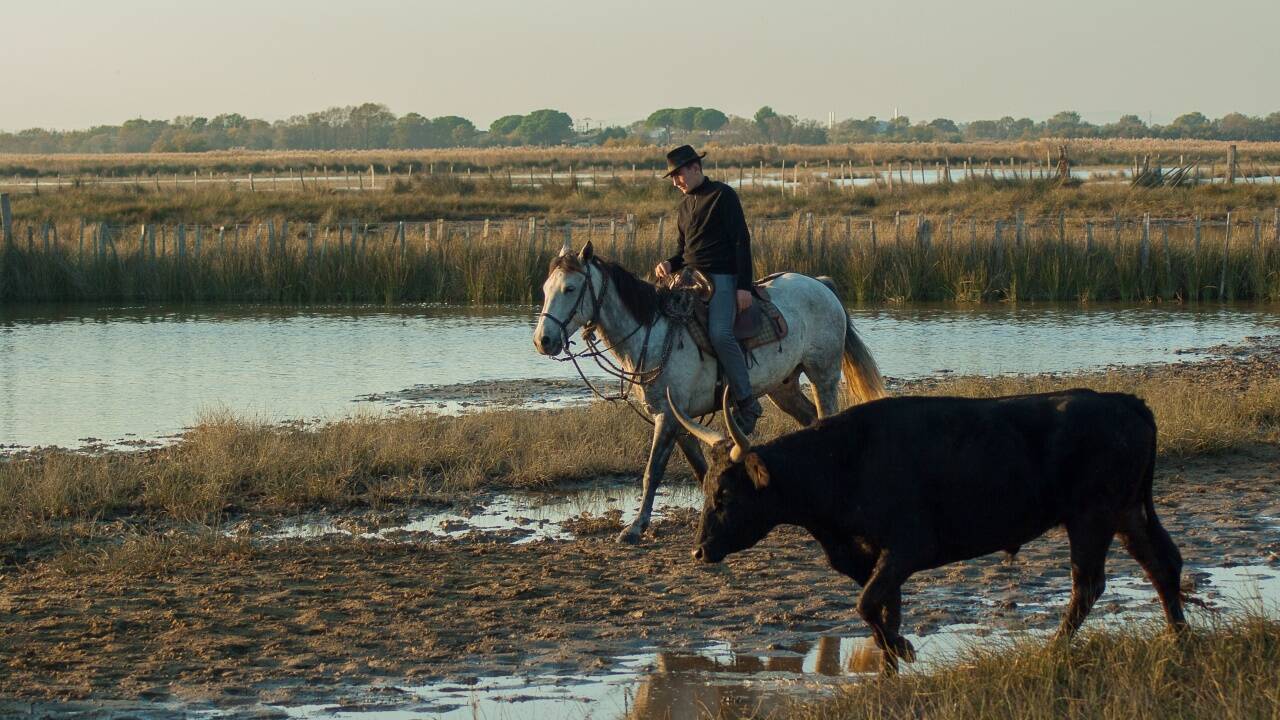 In der gesamten Camargue werden im Sommer zahlreiche Feste des Stieres und Courses camarguaises veranstaltet. 