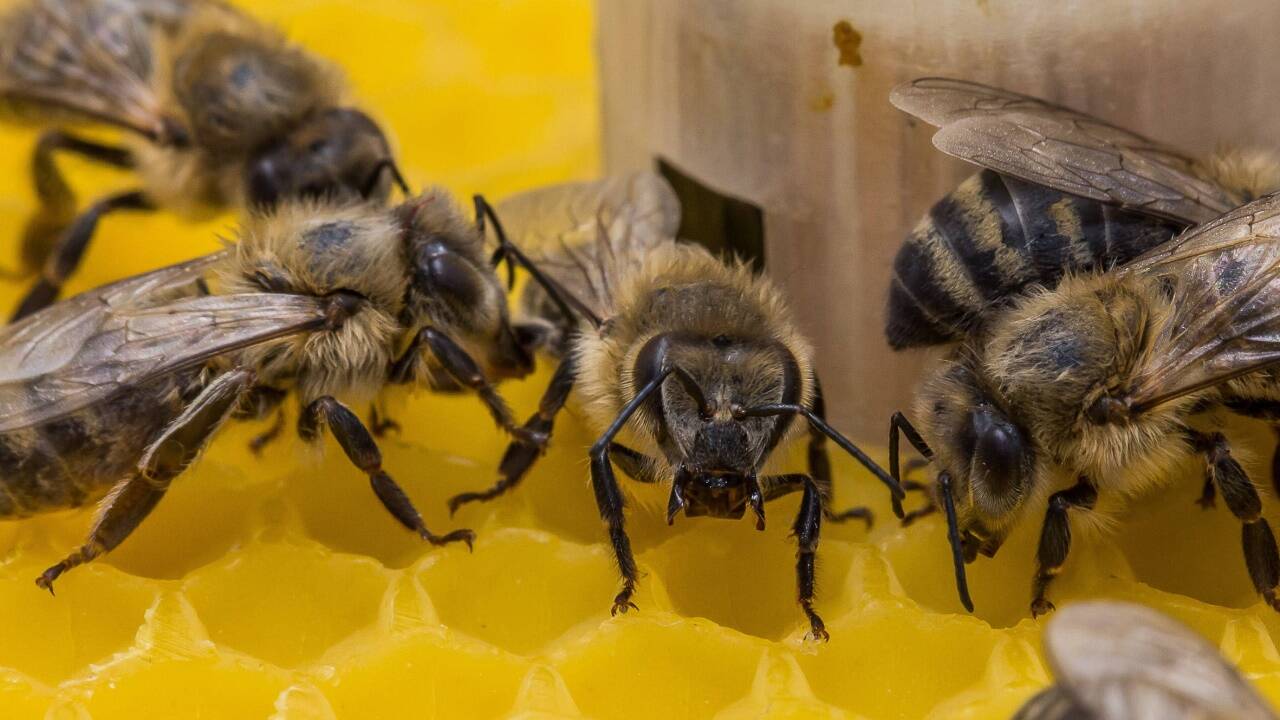 Roboter lenken Im Experiment im Bienenstaat die Vorgänge.  