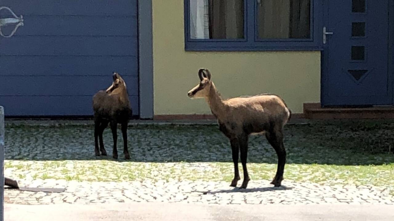 Gämsen vor der Haustür? Das kann in der Nähe des Kapuzinerbergs in der Stadt Salzburg durchaus vorkommen. 