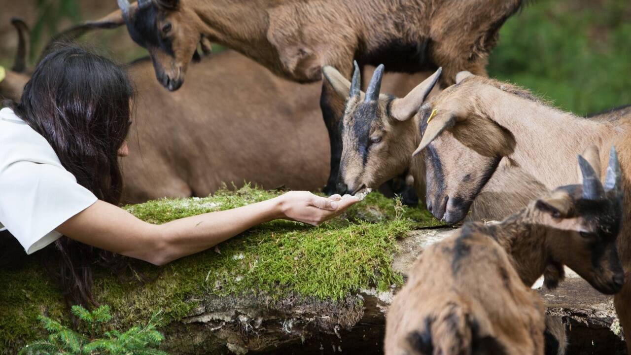 Hubert Lepka will in der Inszenierung „Herde und Stall“ wissen, wie wir Tier nutzen und was es uns nutzt, mit ihnen zu tanzen. 