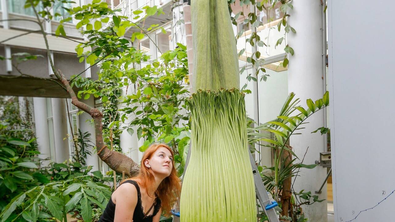 Doktorandin Eva Gfrerer vor der Titanenwurz im Fassadengewächshaus der Nawi in Salzburg-Freisaal. Der Kolben, der aus der riesigen Knospe wächst, ist derzeit schon 228 Zentimeter hoch.  