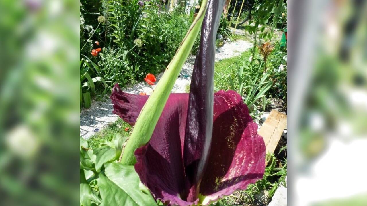 Diese Drachenwurz blühte kürzlich im Garten von Norbert Kopf in Salzburg-Gneis. 