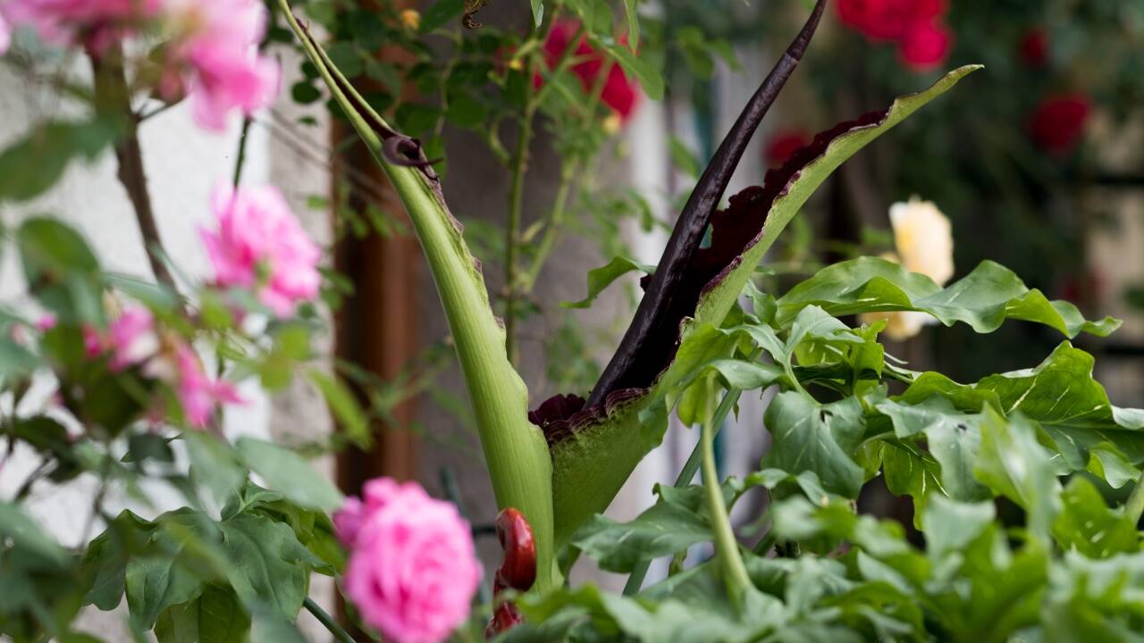 Diese Drachenwurz blühte kürzlich im Garten von Norbert Kopf in Salzburg-Gneis. 