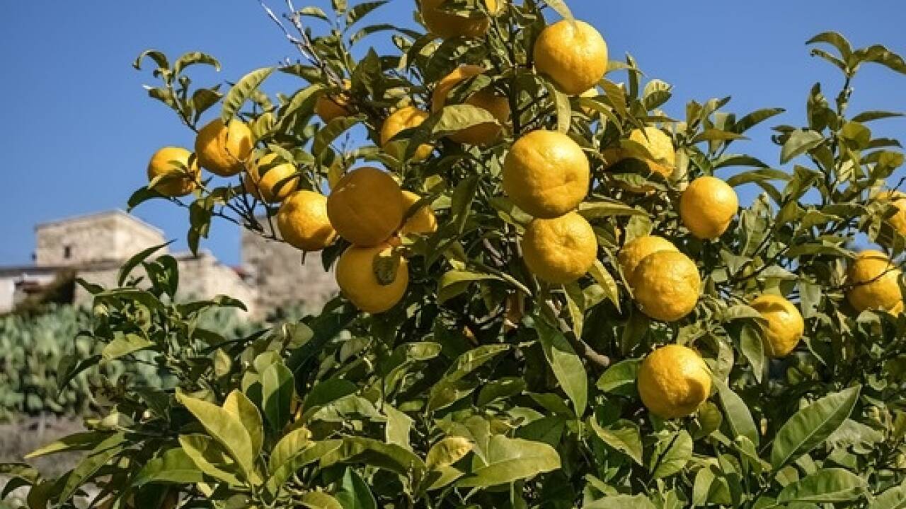 Allein die Früchte der Bitterorange schmecken, wie es der Name schon sagt: bitter.  