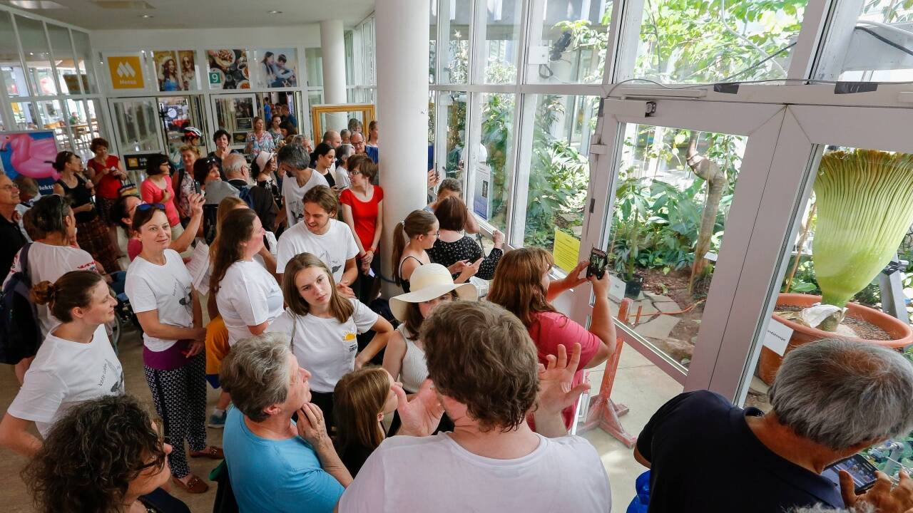 Am Dienstag pilgerten Schaulustige in die Nawi in Salzburg-Freisaal. Sie warteten auf das Blühspektakel.  