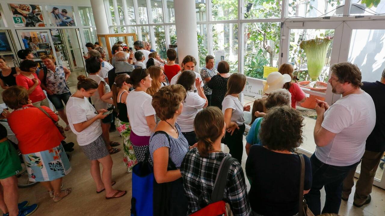 Am Dienstag pilgerten Schaulustige in die Nawi in Salzburg-Freisaal. Sie warteten auf das Blühspektakel.  
