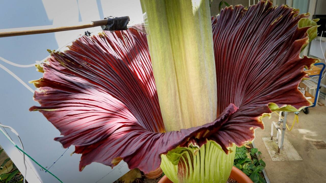 Die Blüte in all ihrer Pracht hat SN-Fotograf Robert Ratzer am Dienstagabend in Szene gesetzt.  