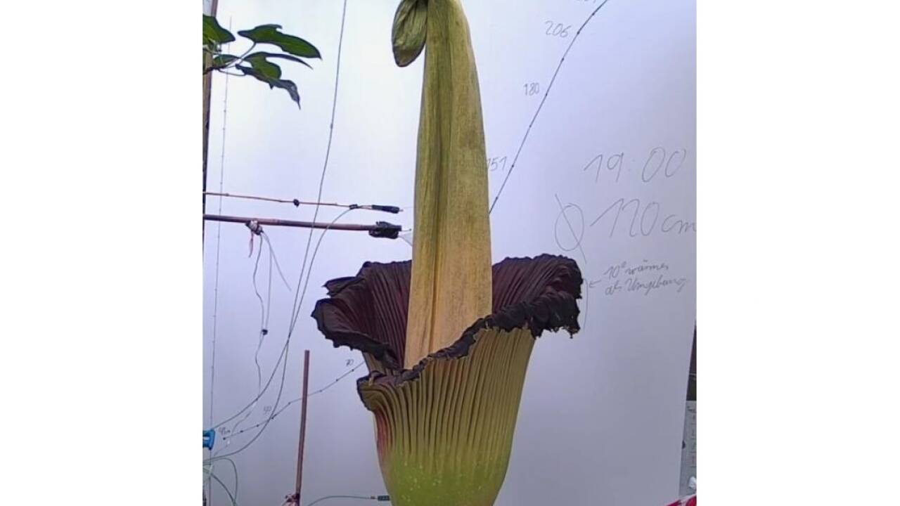 Seit Mittwochmorgen schließt sich die Blüte der Titanenwurz wieder. 