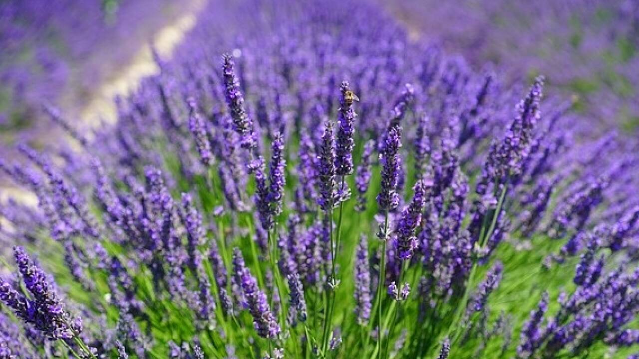 Der Lavendel wird auch heute noch insbesondere in Südfrankreich zu Gewinnung von ätherischen Ölen angebaut.  