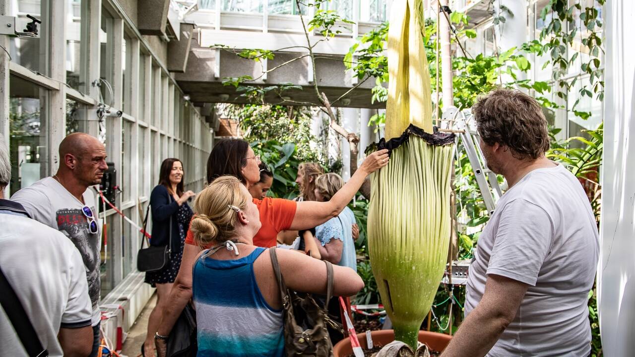 Am Dienstag pilgerten Schaulustige in die Nawi in Salzburg-Freisaal. Sie warteten auf das Blühspektakel.  