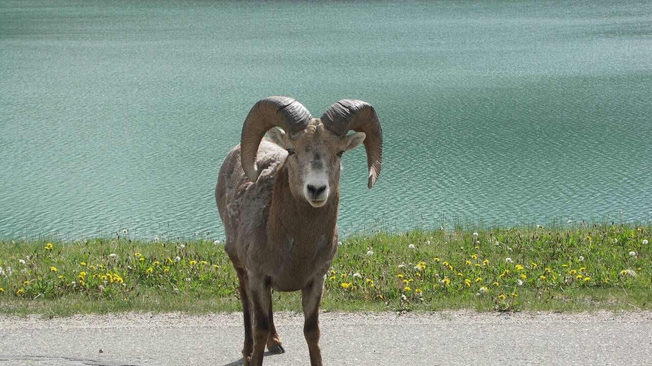 In Osttirol wird jedes Jahr zwei Wochen nach Ostern ein Opferwidder verlost. 