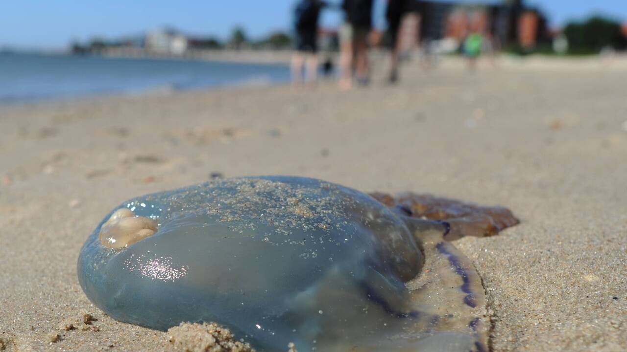 Eine tote Qualle liegt am Strand von Wyk (Schleswig-Holstein) auf der Nordseeinsel Föhr. Forscher sehen Möglichkeiten, Quallen als Ressource vielfältig zu nutzen  