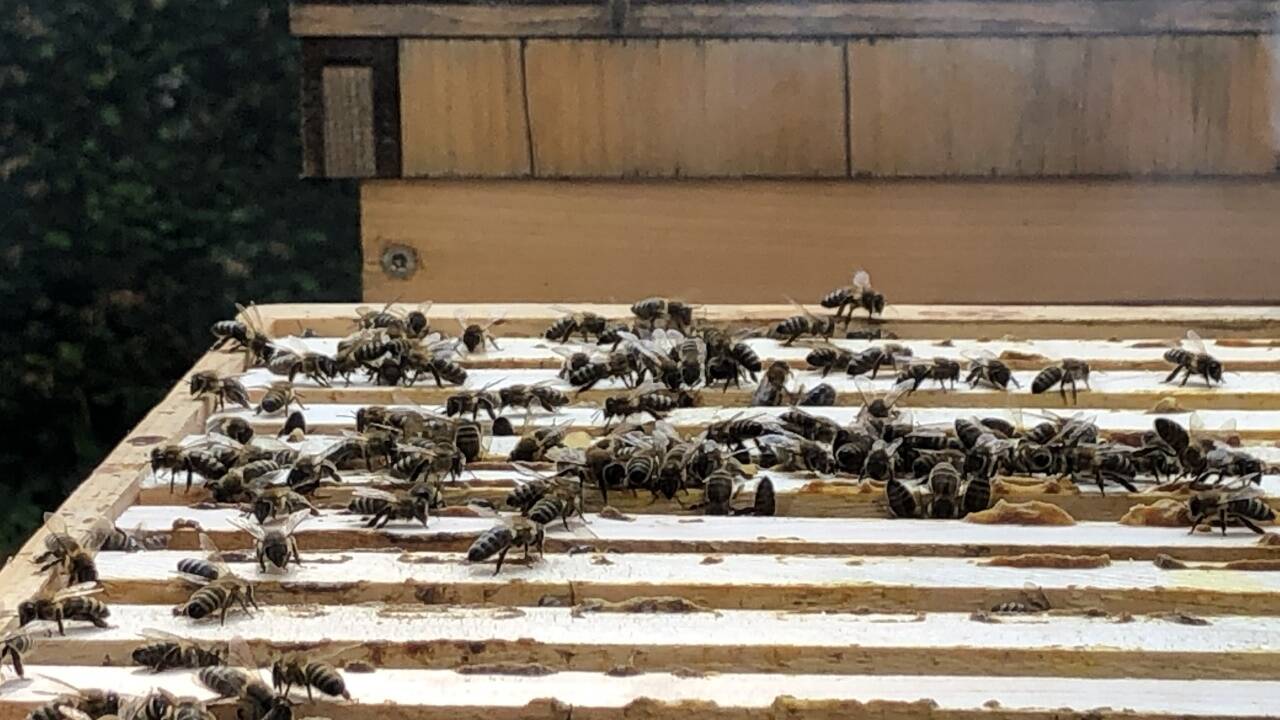 Die erzbischöflichen Bienen.  