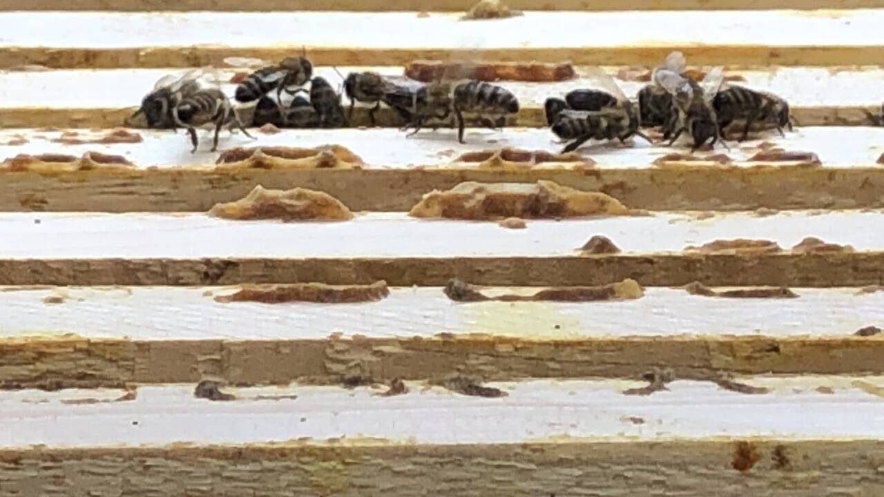 Die erzbischöflichen Bienen.  