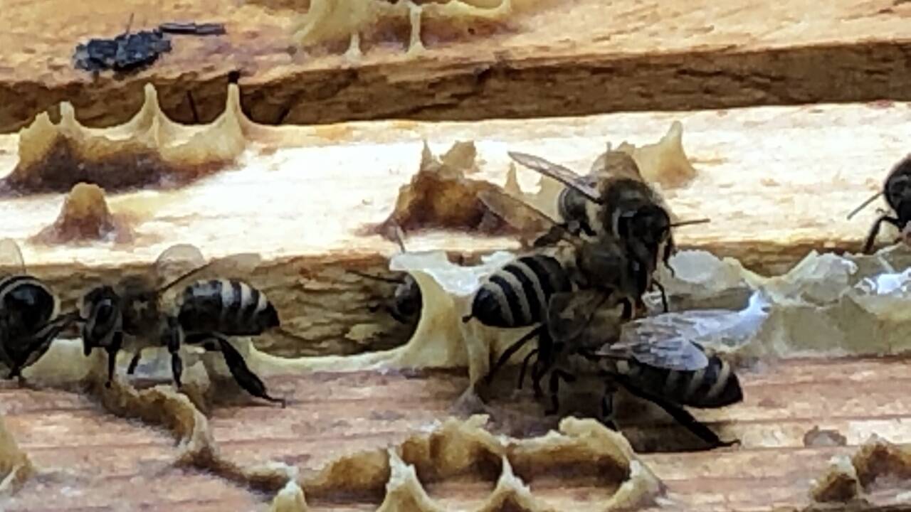 Die erzbischöflichen Bienen.  