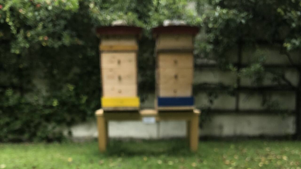 Erzbischof Franz Lackner bei der Honigernte.  