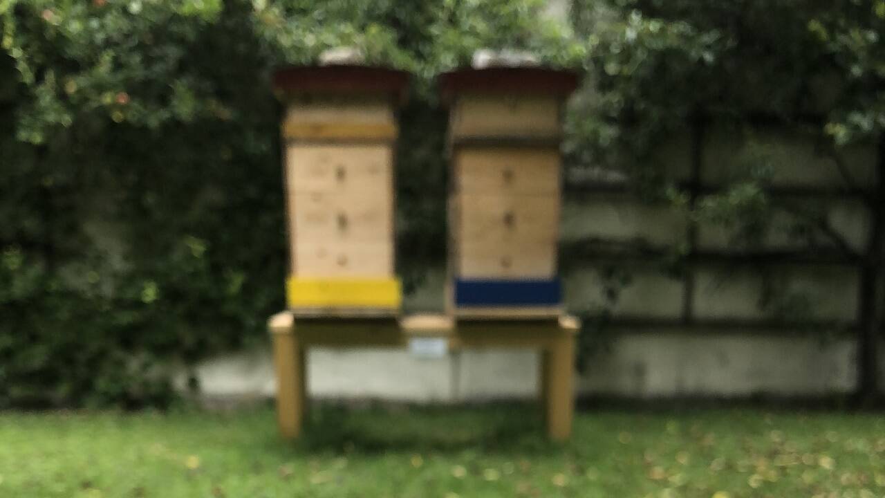 Erzbischof Franz Lackner bei der Honigernte.  