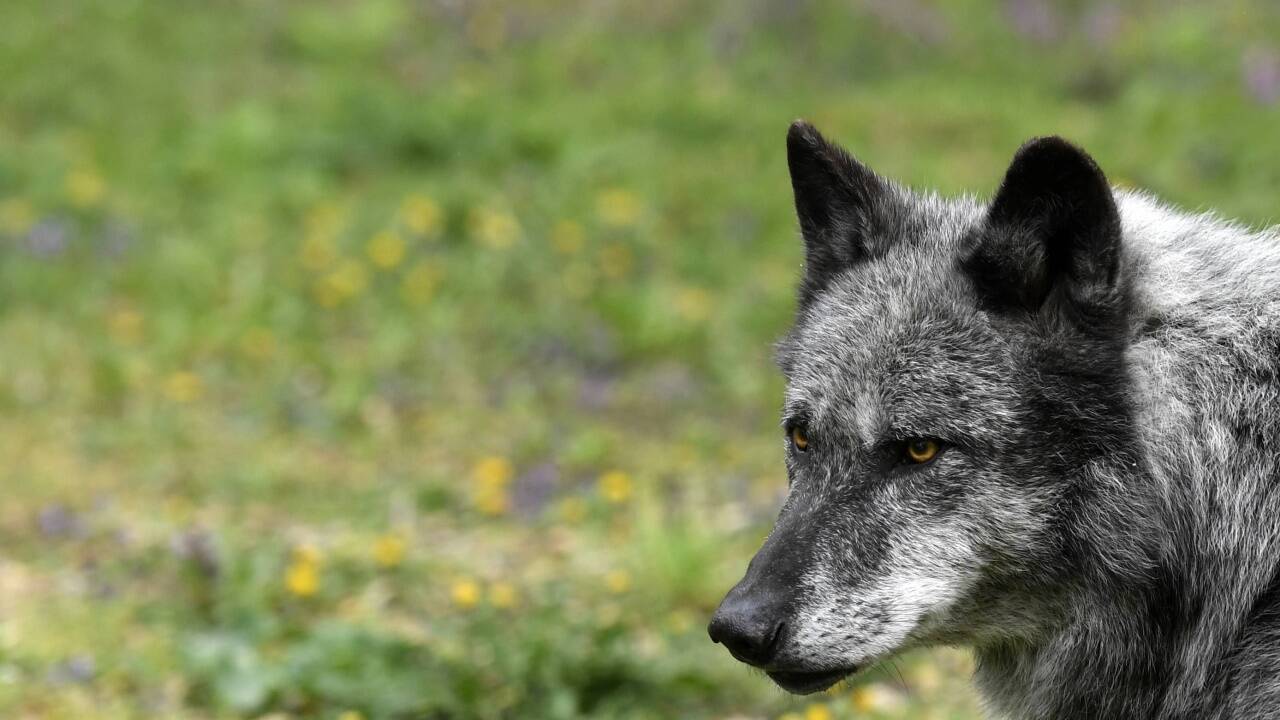 Ein Wolf soll in Großarl mehrere Dutzend Schafe gerissen haben. Das Land Salzburg will seinen Managementplan nun konsequent umsetzen.  