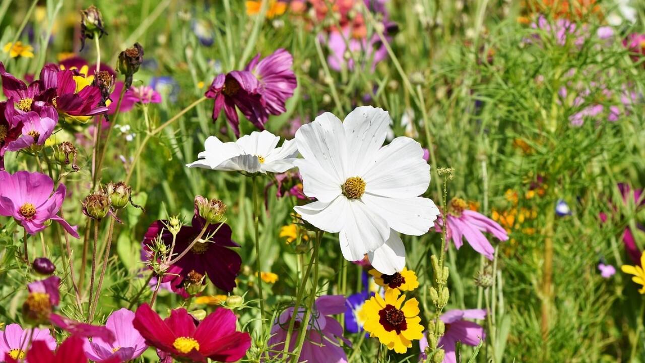 Fährt man durch die Landschaft, merkt man, dass die Blumenwiese leider fast schon zur Seltenheit geworden ist. 