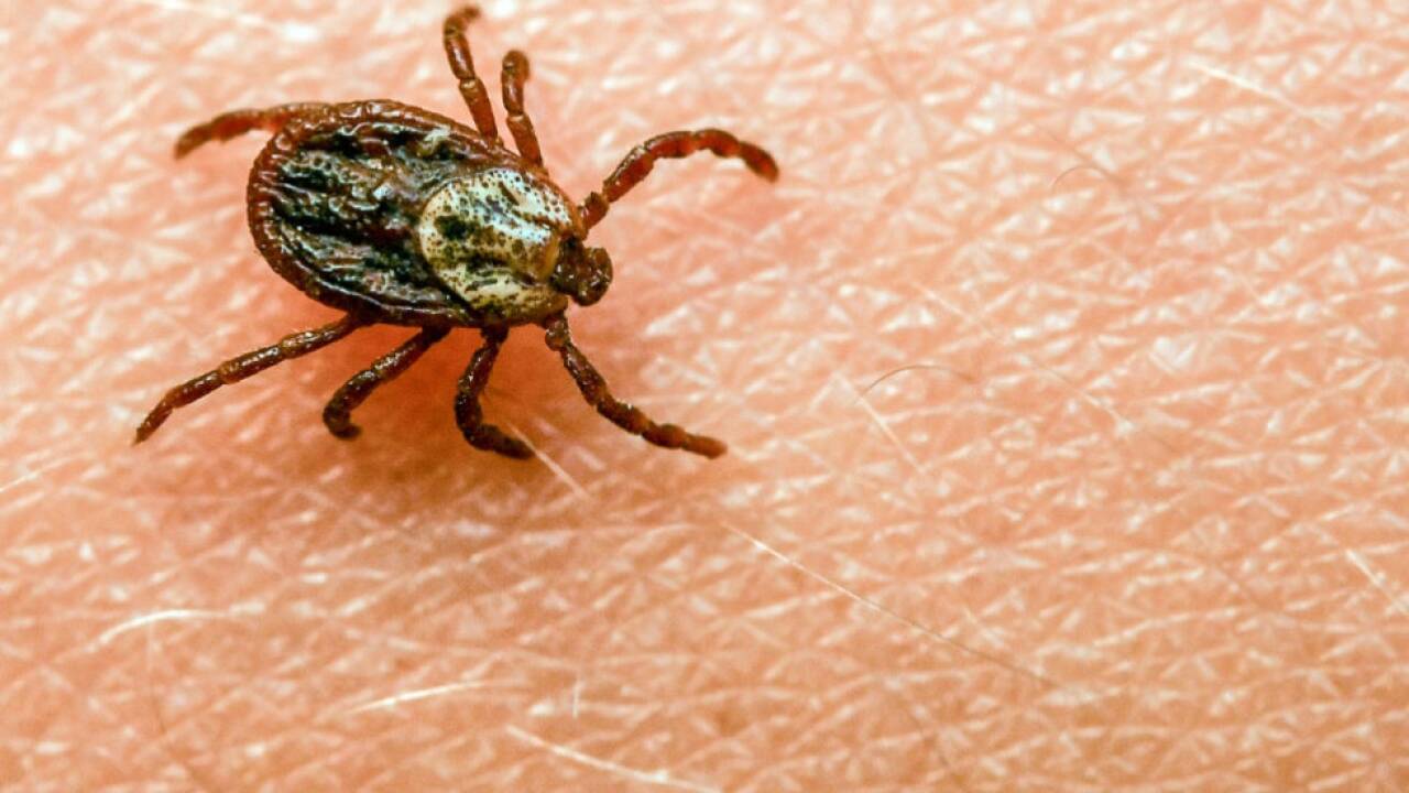 Eine Untersuchung soll die Gerüchte um Zecken-Experimente klären  Eine Untersuchung soll die Gerüchte um Zecken-Experimente klären