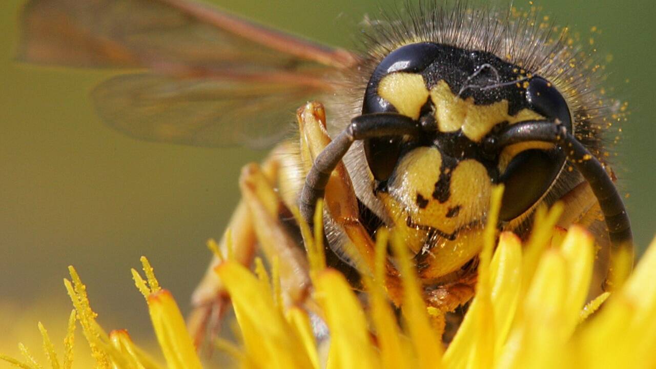  Der Stich einer Wespe kann für Insektengift-Allergiker tödlich sein. 