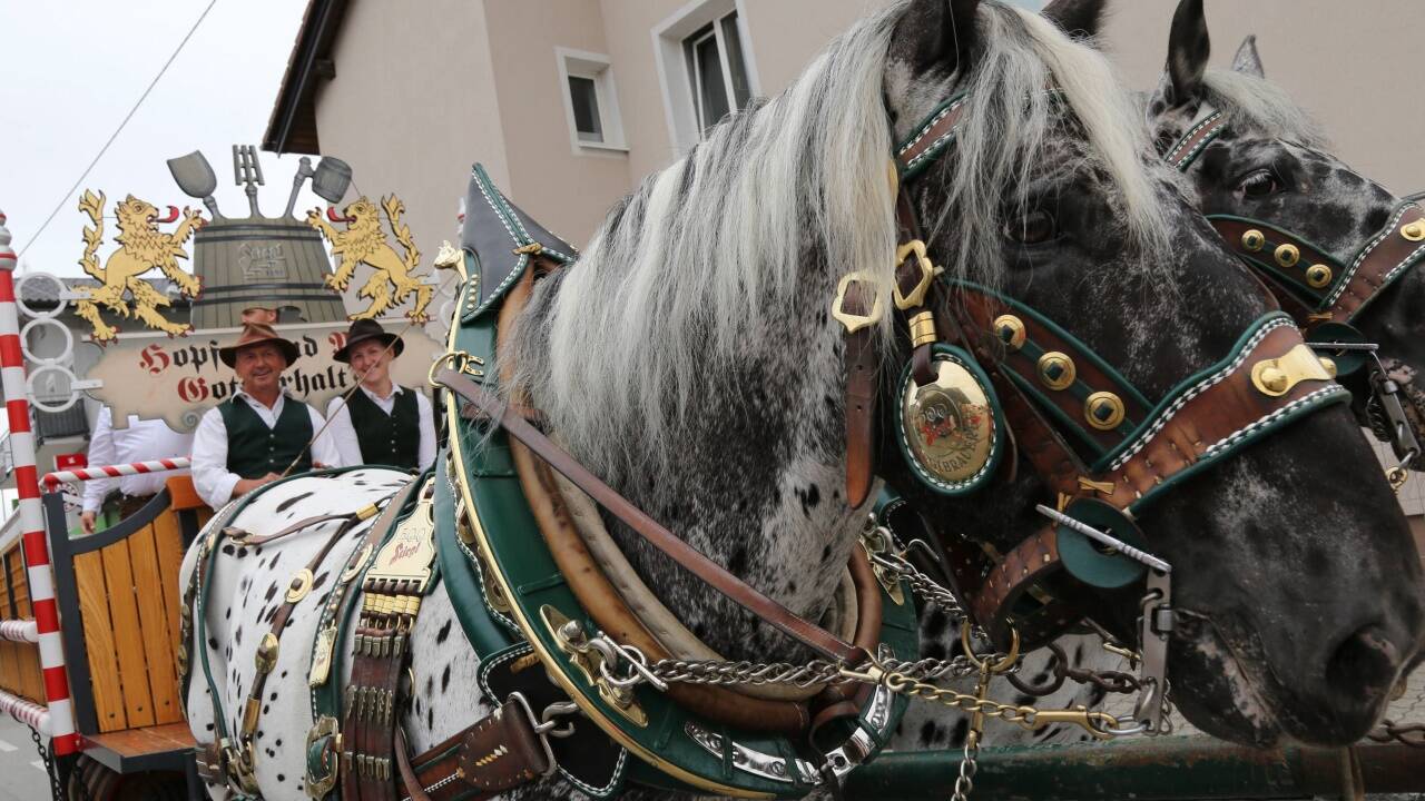 Das Bier für das Fest wird – ebenso wie das Organisationskomitee und Bürgermeister Joachim Maislinger – in der Pferdekutsche zum Anstich transportiert. 