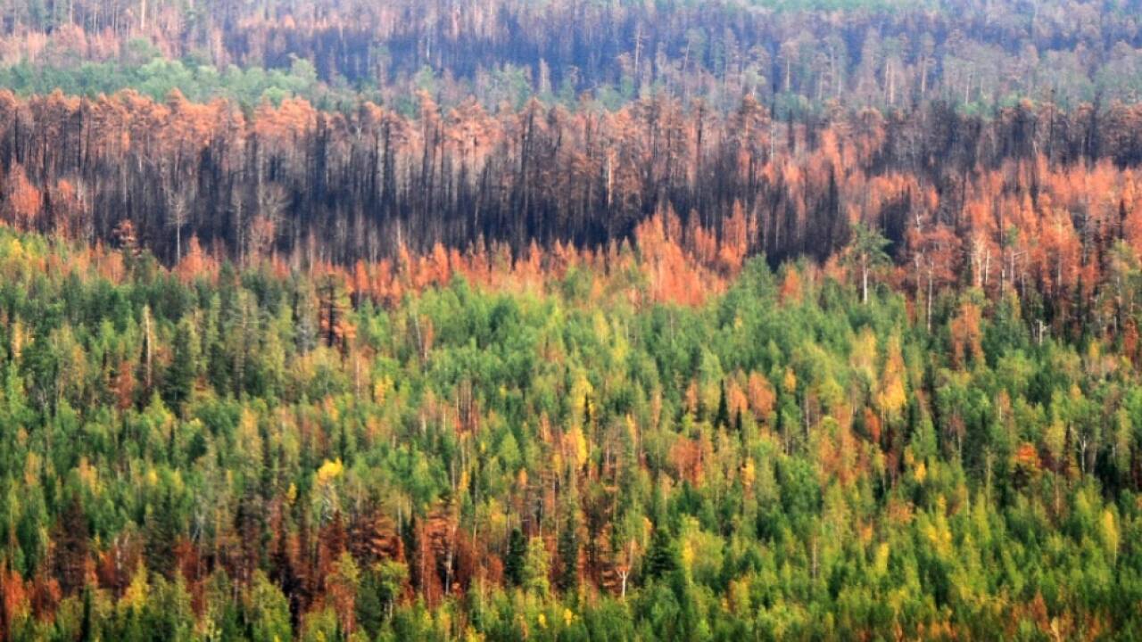Auch der für das Weltklima wichtige Wald Taiga ist vom Feuer betroffen Auch der für das Weltklima wichtige Wald Taiga ist vom Feuer betroffen