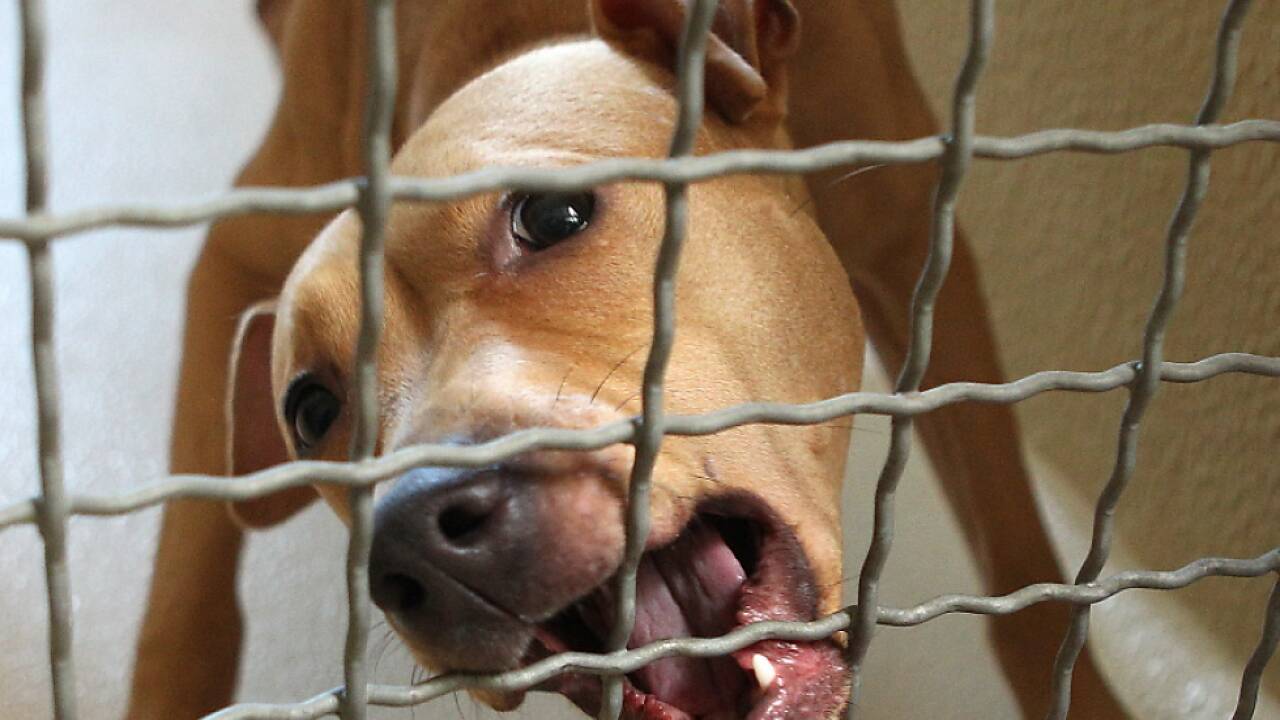 Der American Staffordshire Terrier verlor einen Zahn Der American Staffordshire Terrier verlor einen Zahn