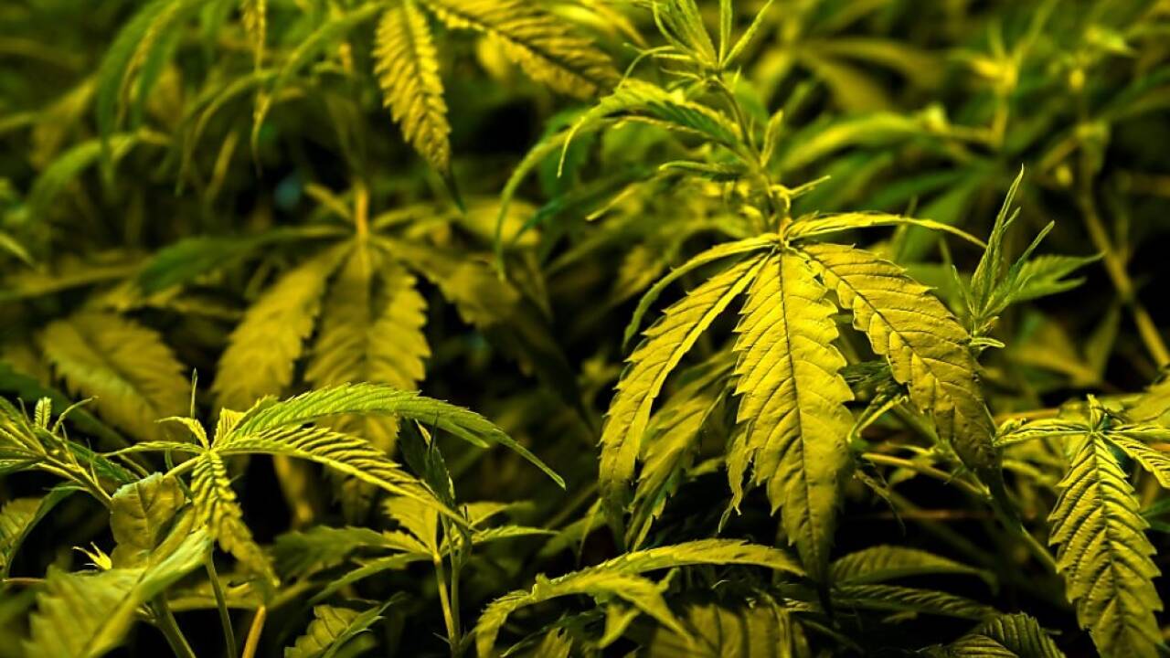 CBD wird aus der Cannabis-Pflanze gewonnen 