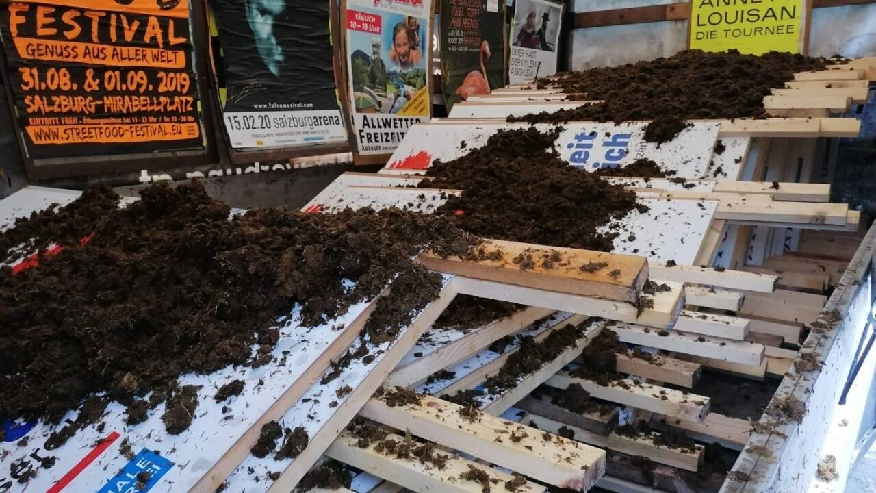 Unbekannte überschütteten Plakate der FPÖ mit Pferdemist. 