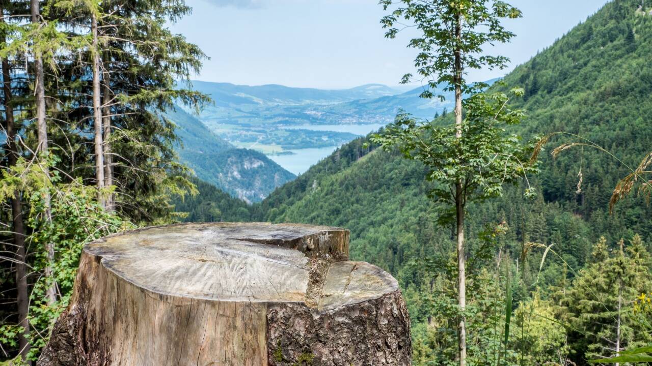 Österreichs Wälder werden genützt – dennoch werden es jährlich mehr Bäume. 