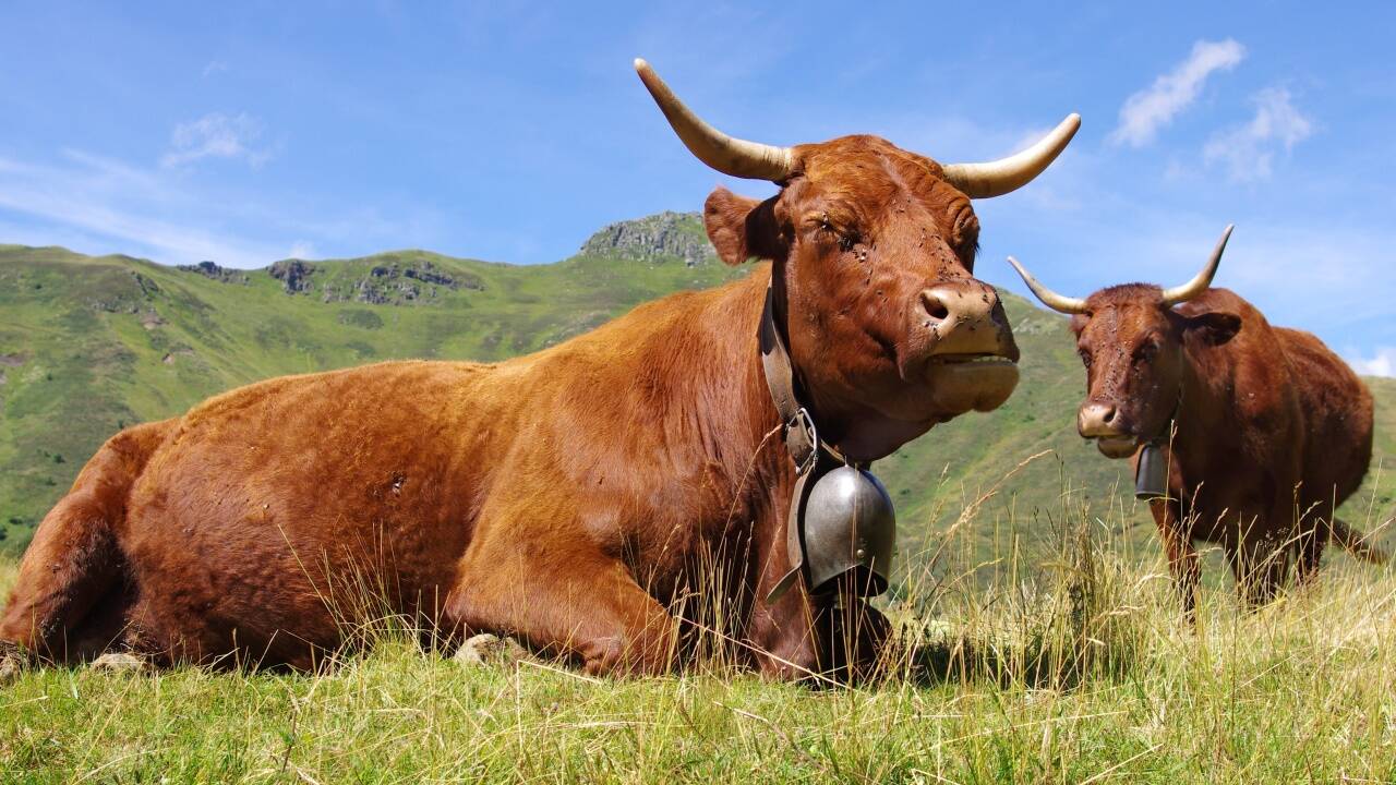 Die eigenwillige Rinderrasse Salers im Herzen Frankreichs gibt exzellentes Fleisch – aus ihrer Milch jedoch entstehen mächtige, unglaublich köstliche Käselaibe.  